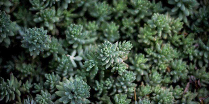 阿迪瑞梅尔70：探索草本精华的自然疗法力量