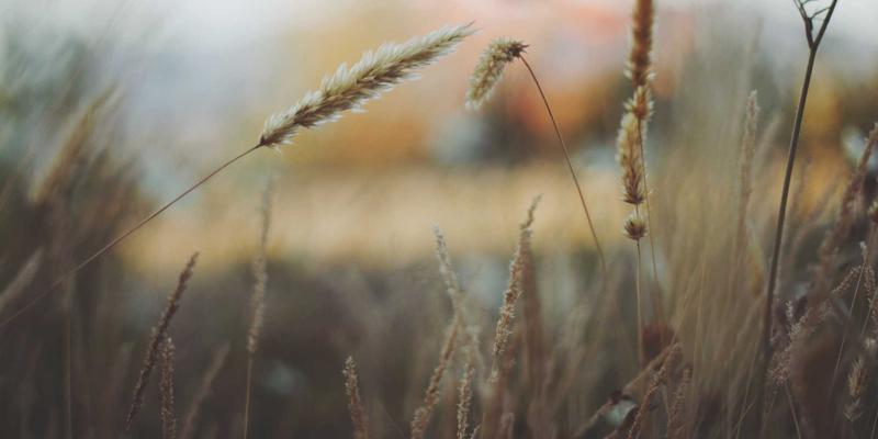 阿迪瑞梅尔99：探索草本精华的自然疗法智慧