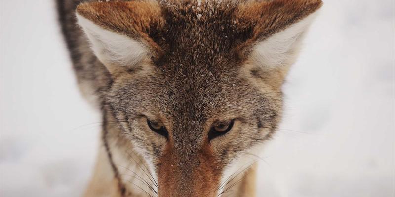 阿迪瑞梅尔草本精华：用有机理念守护爱宠户外安全的全新革命